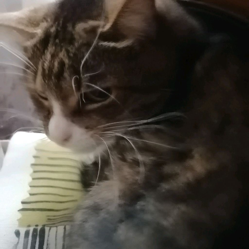 Иконка канала Кошкамёт 3000