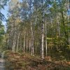 Иконка канала В Краю Лесов