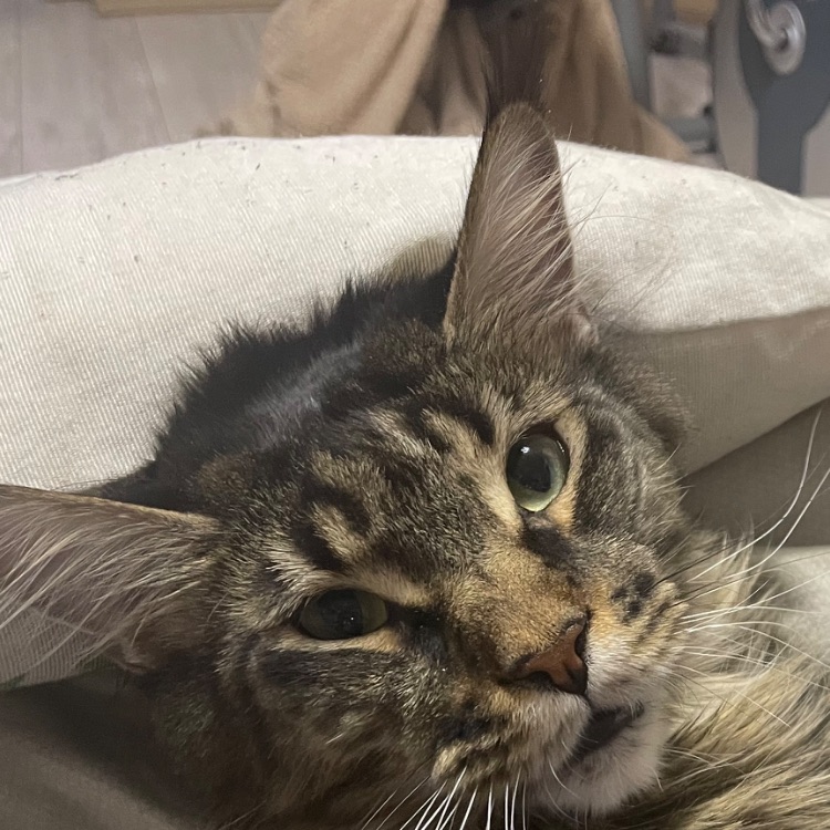 Иконка канала Spawn Dima