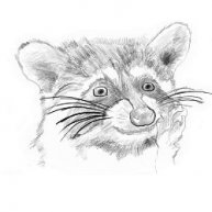 Иконка канала Raccoon path