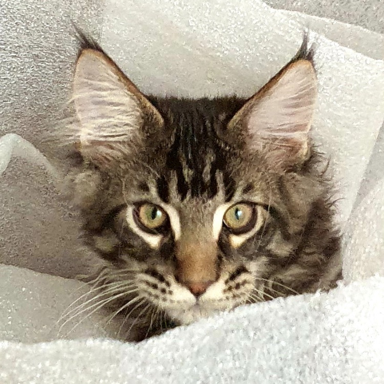 Иконка канала Мурчальник