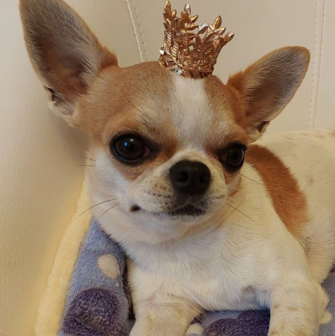 Иконка канала Принц Реди чихуахуа