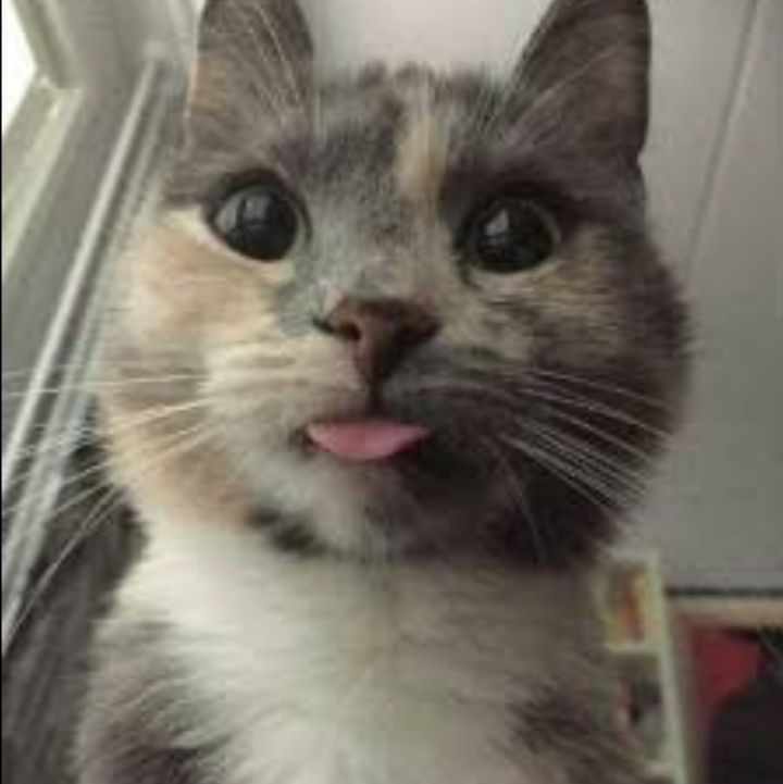 Иконка канала Диана I love you cats and dogs