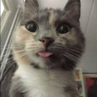 Иконка канала Диана I love you cats and dogs