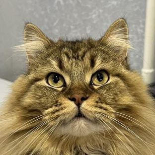 Иконка канала Alexsasha-cat