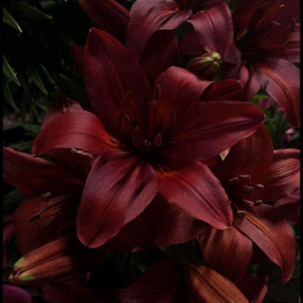 Иконка канала Лили🌟🪷