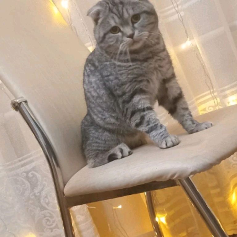 Иконка канала Мося ★