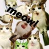 Иконка канала 🦉Meowl🐱