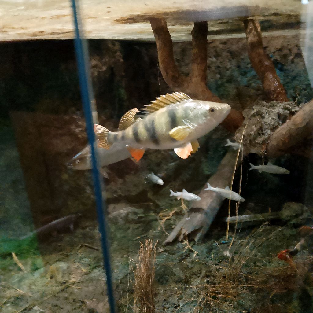 Иконка канала Мир Изучен На 0 %