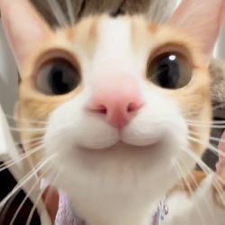 Иконка канала весёлый котик