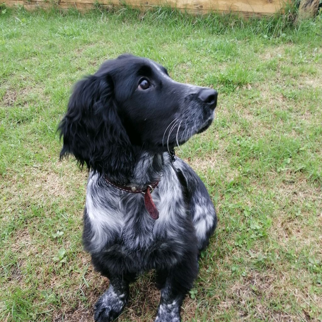 Иконка канала СтримДжо