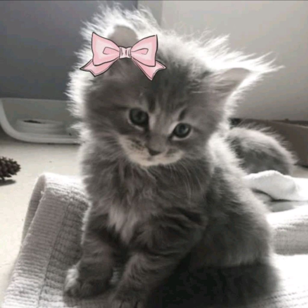 Иконка канала Margo_kitty230710