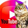 Иконка канала Перезаливы YouTube