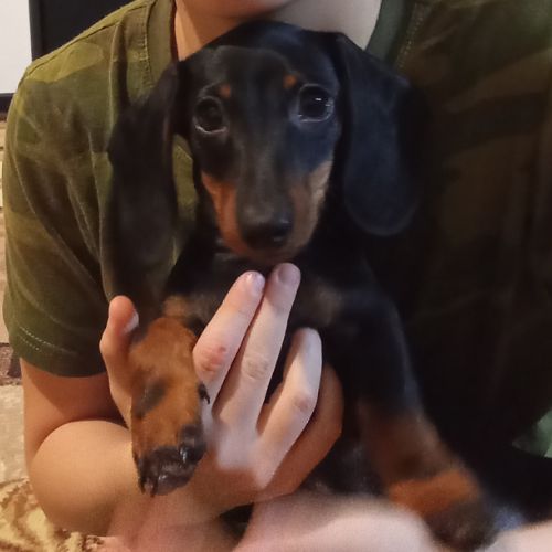 Иконка канала Семон