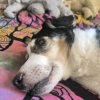 Иконка канала DogiYoutube