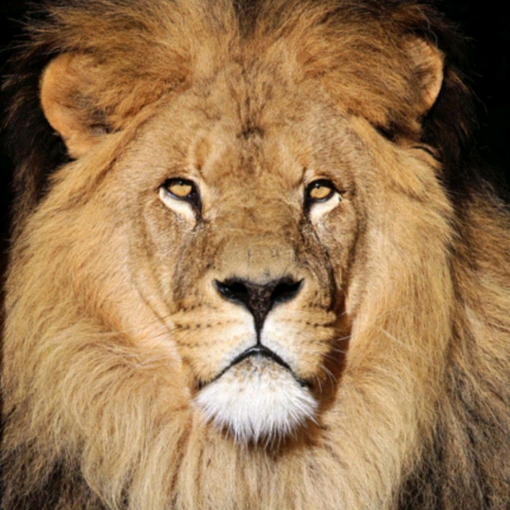 Иконка канала ЧИЧ777