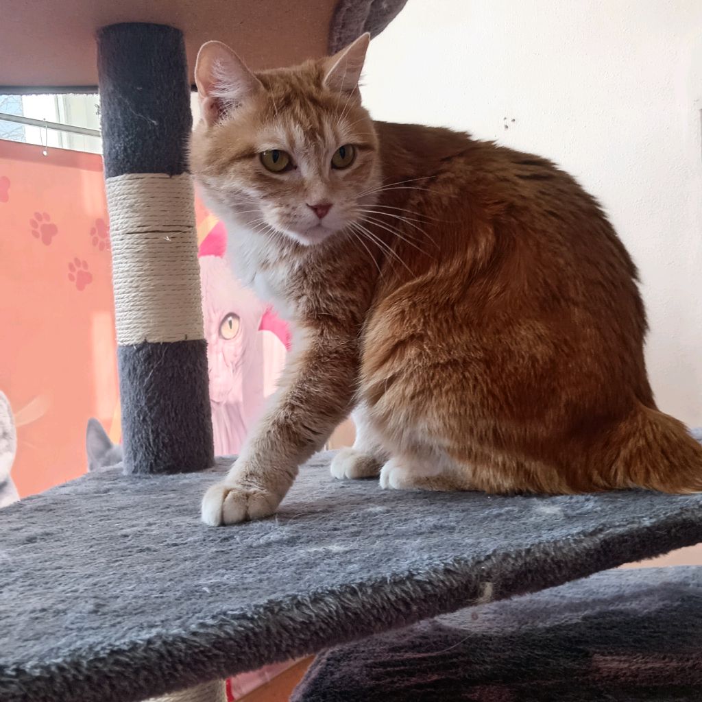 Иконка канала Начинающий Гачер.