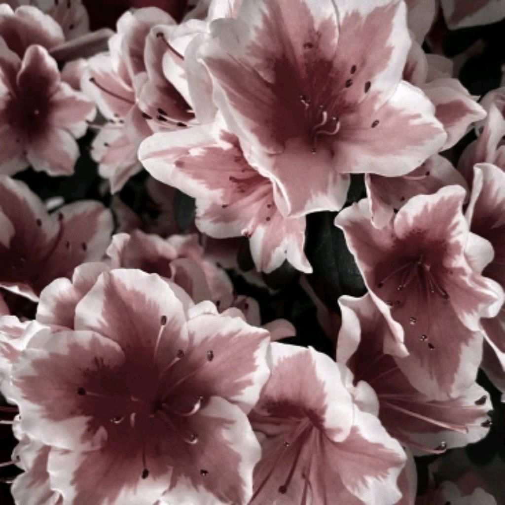 Иконка канала Кира Плей