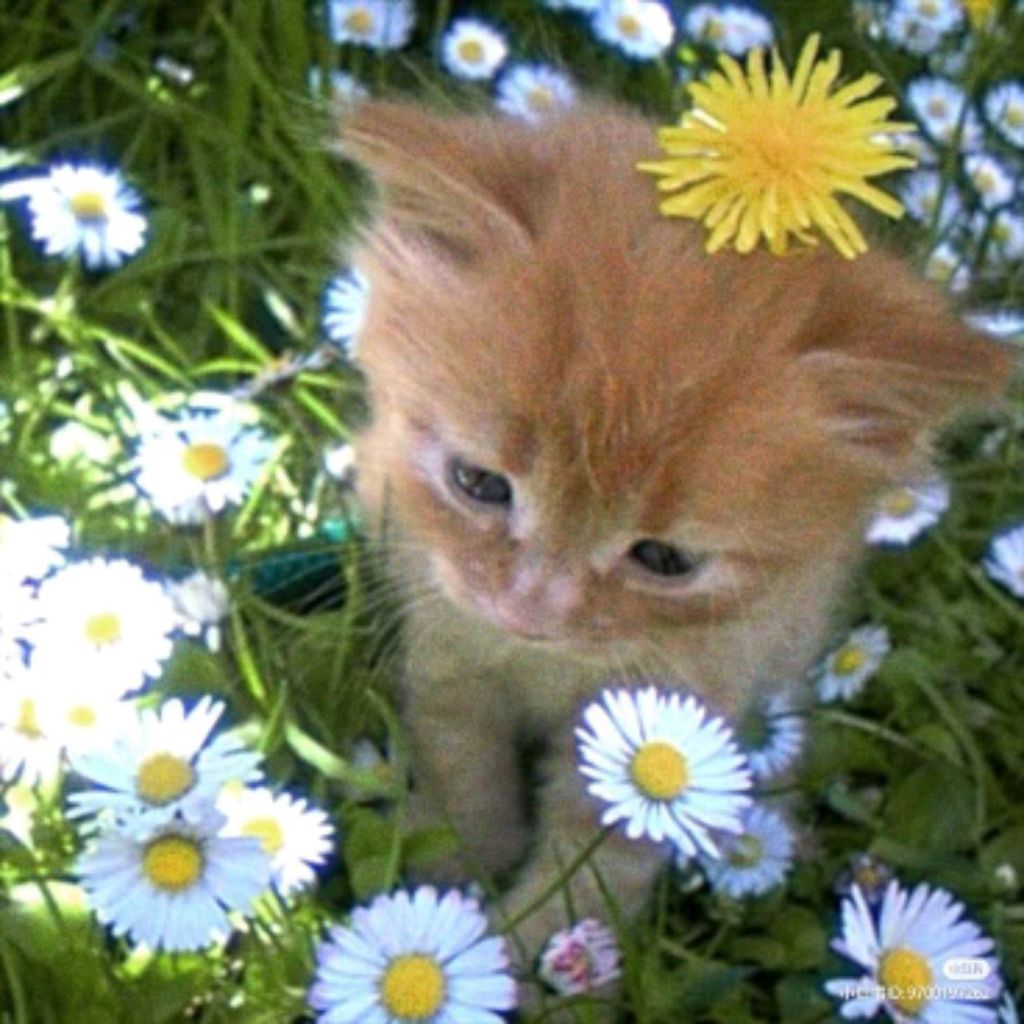 Иконка канала ♪Tasia☆ ASMR ♫fairy✿ 🧚🌤️🌼🌾