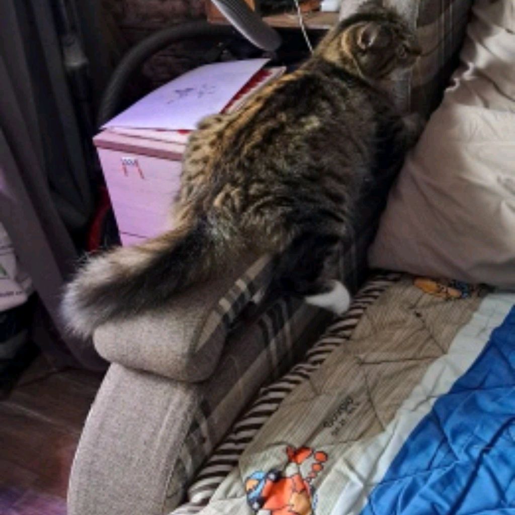 Иконка канала 🦁ПРО49К🦁вова