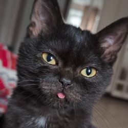 Иконка канала pumahauz