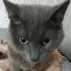 Иконка канала ZuCat