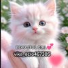 Иконка канала ʙᴇᴀᴜᴛɪꜰᴜʟ ɢɪʀʟ💞