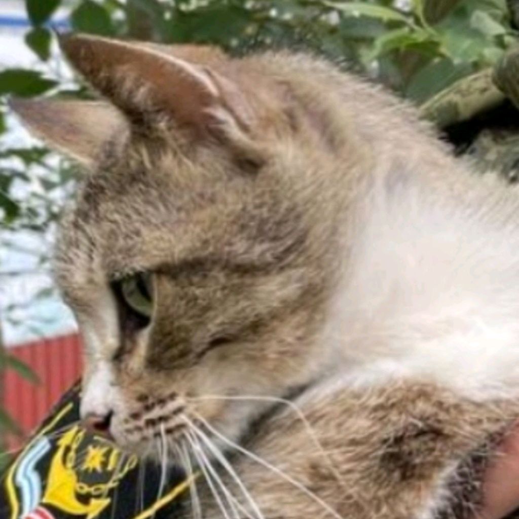 Аватар