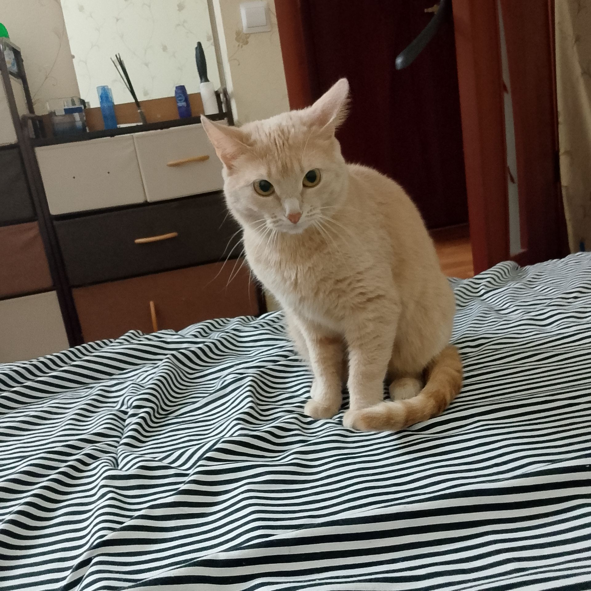 Аватар автора