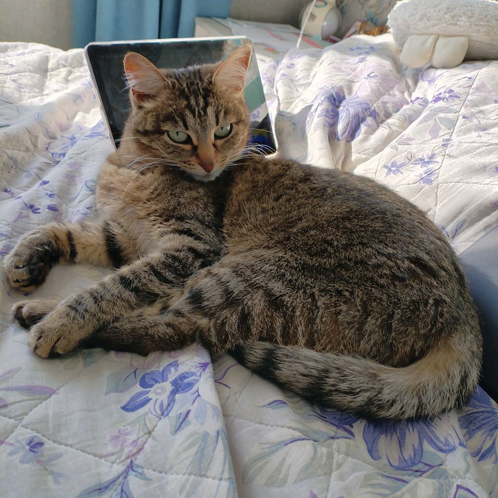 Аватар автора