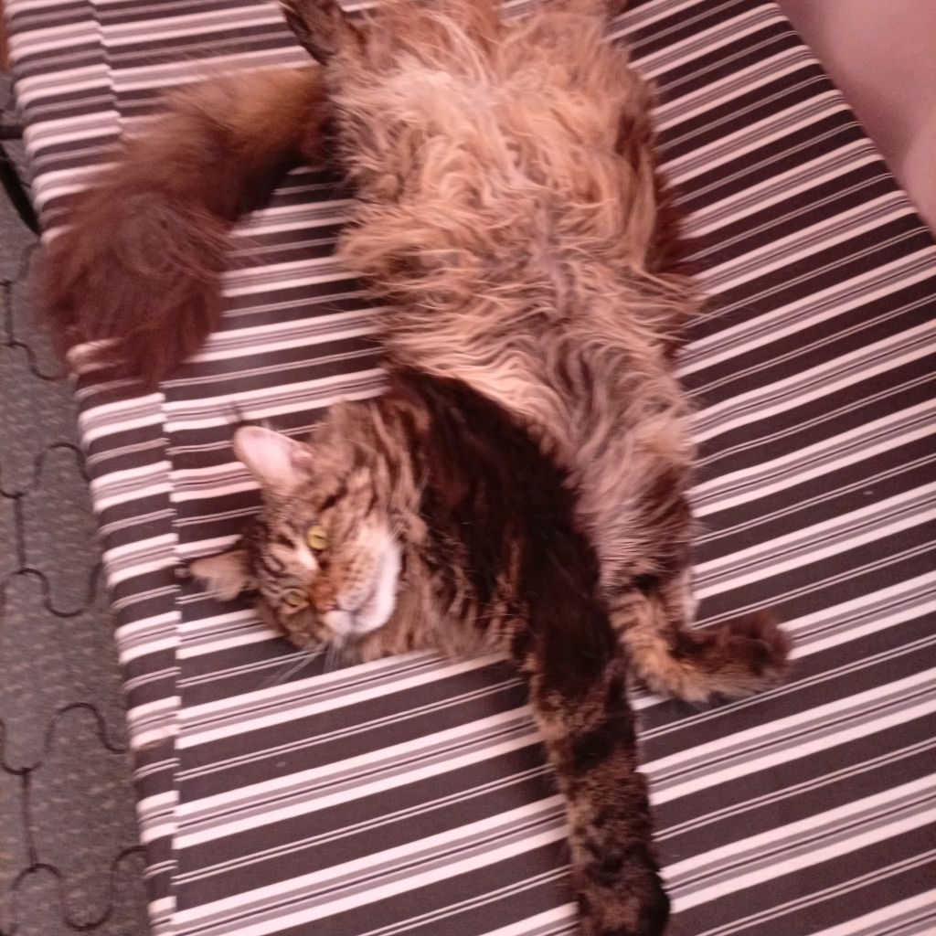 Иконка канала Анжа