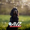 Иконка канала AVZ. Дайджест о здоровье животных