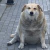 Иконка канала Шорст Канал)))