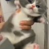 Иконка канала Даня Крутой Кот