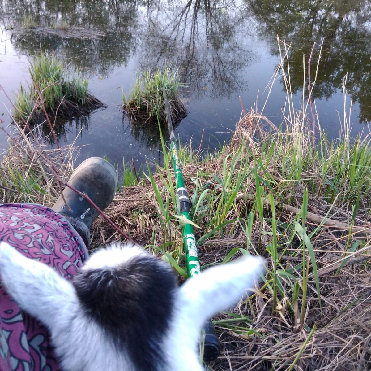 Иконка канала Дикарка