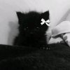 Иконка канала 💖Reborn Life🌸