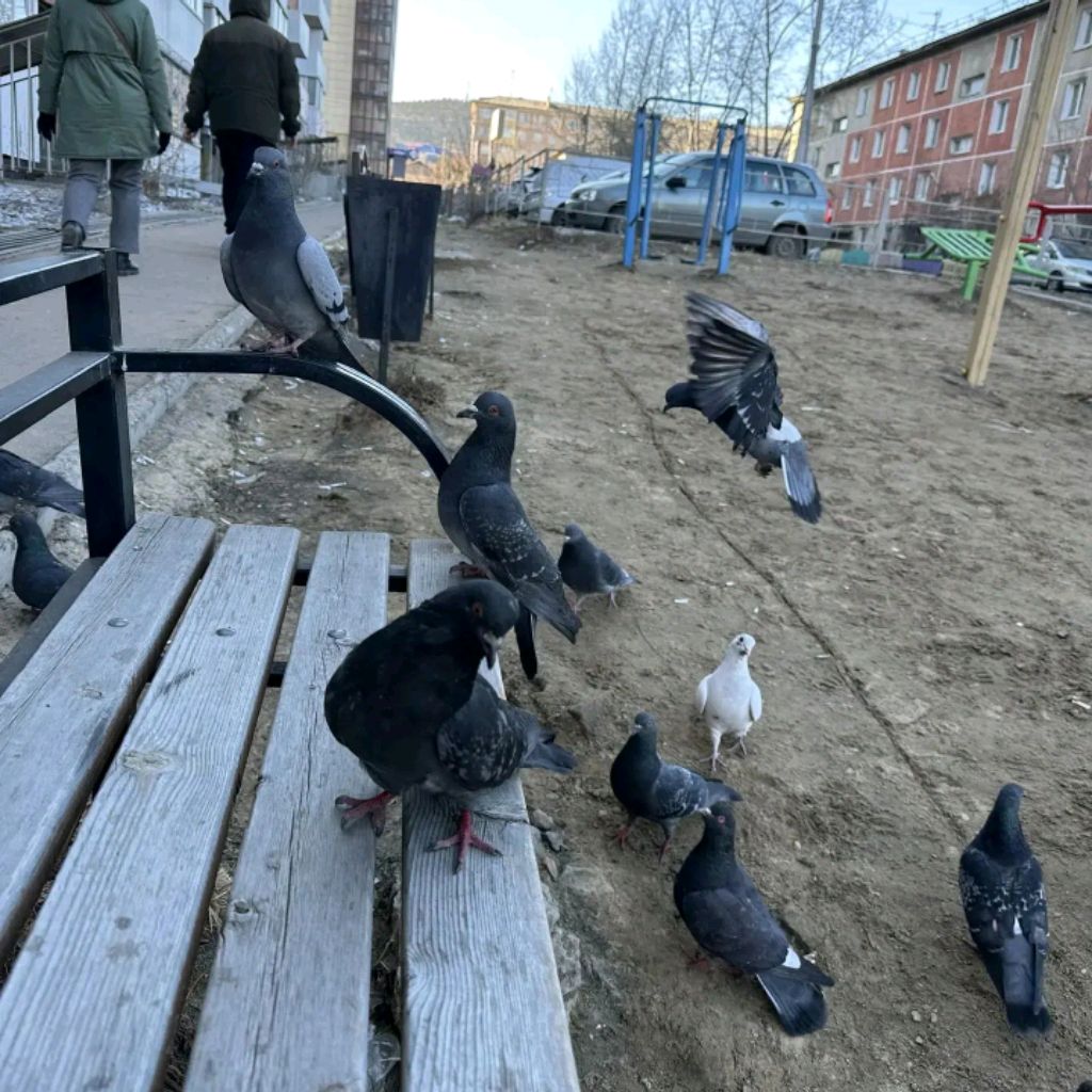 Аватар автора