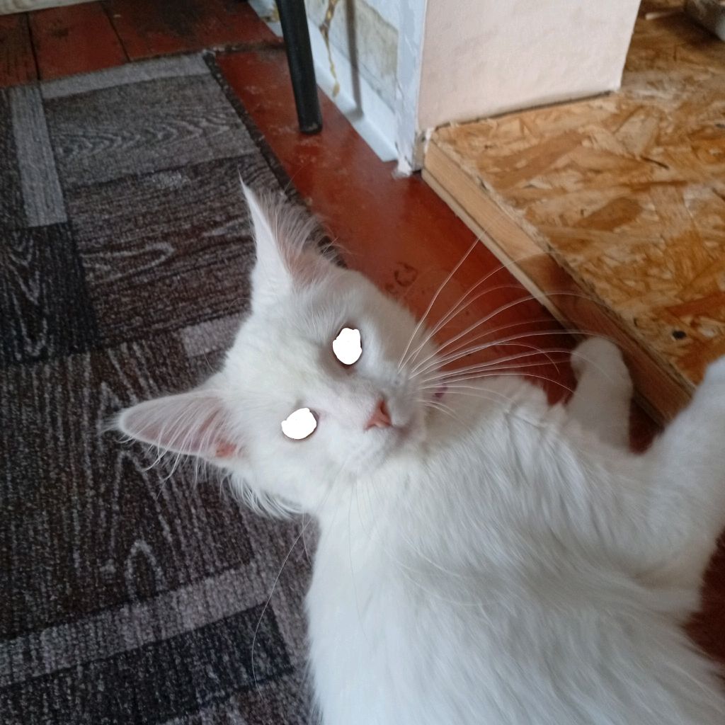 Иконка канала Алиса пришла домой С деревни элджеевка