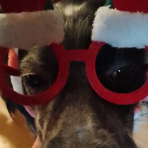 Иконка канала Домашние зверюшки