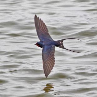 Иконка канала по-Ринацански