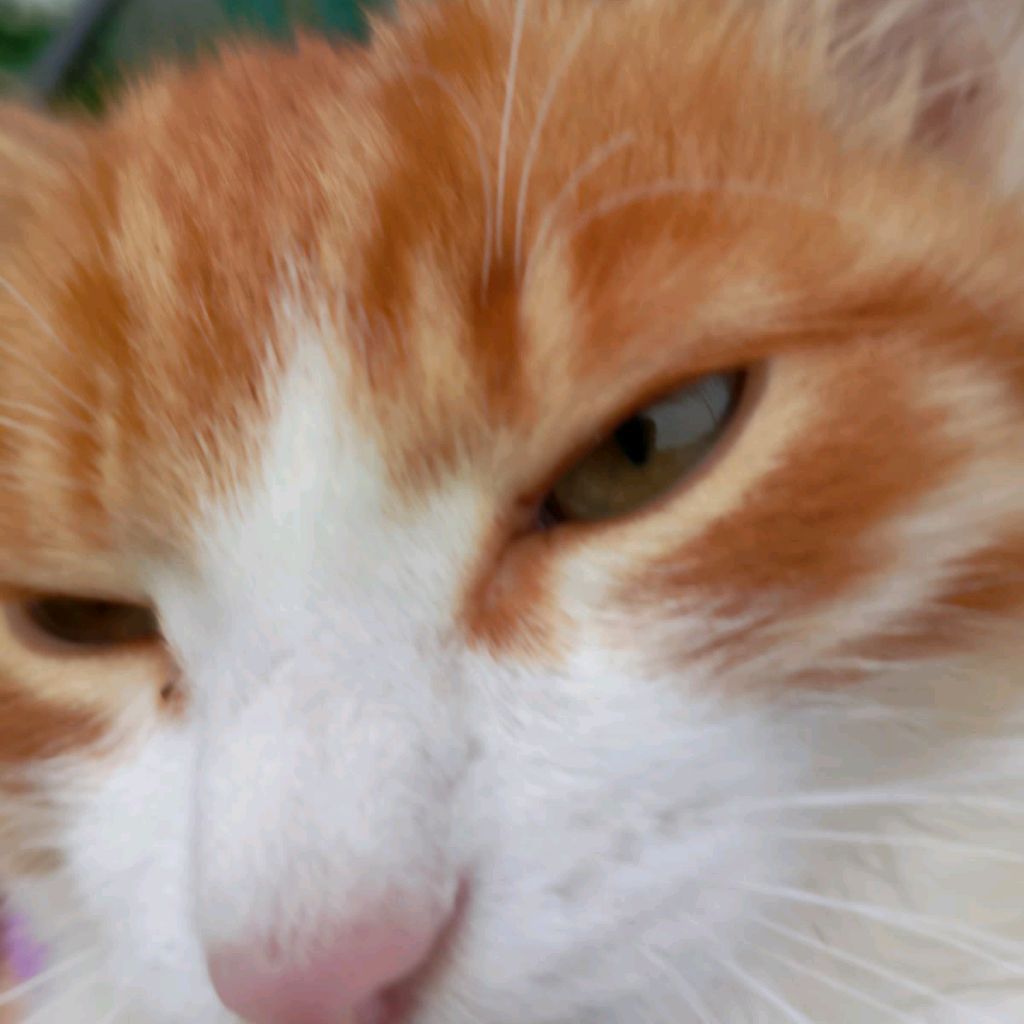 Иконка канала Лили Ваксон и Басик И Капибары