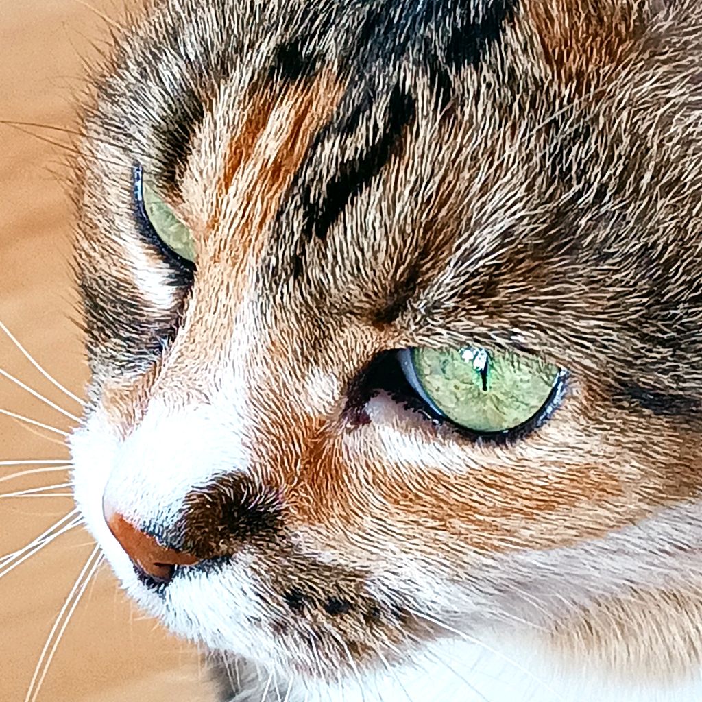 Иконка канала Кошак