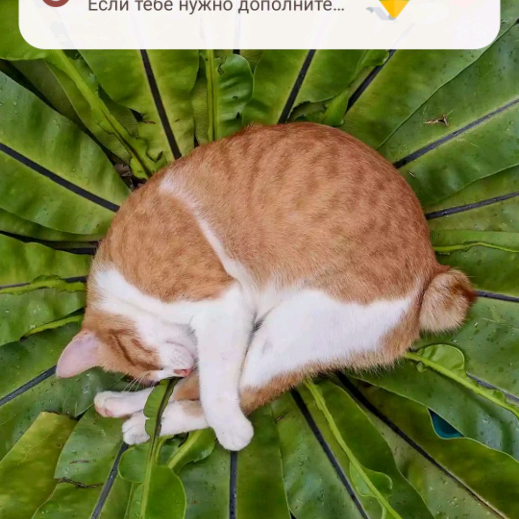 Иконка канала rutube_ananas