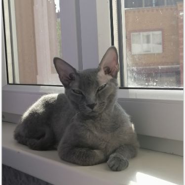 Аватар автора