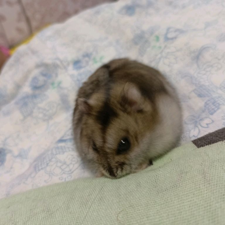 Иконка канала ❤️Хома❤️