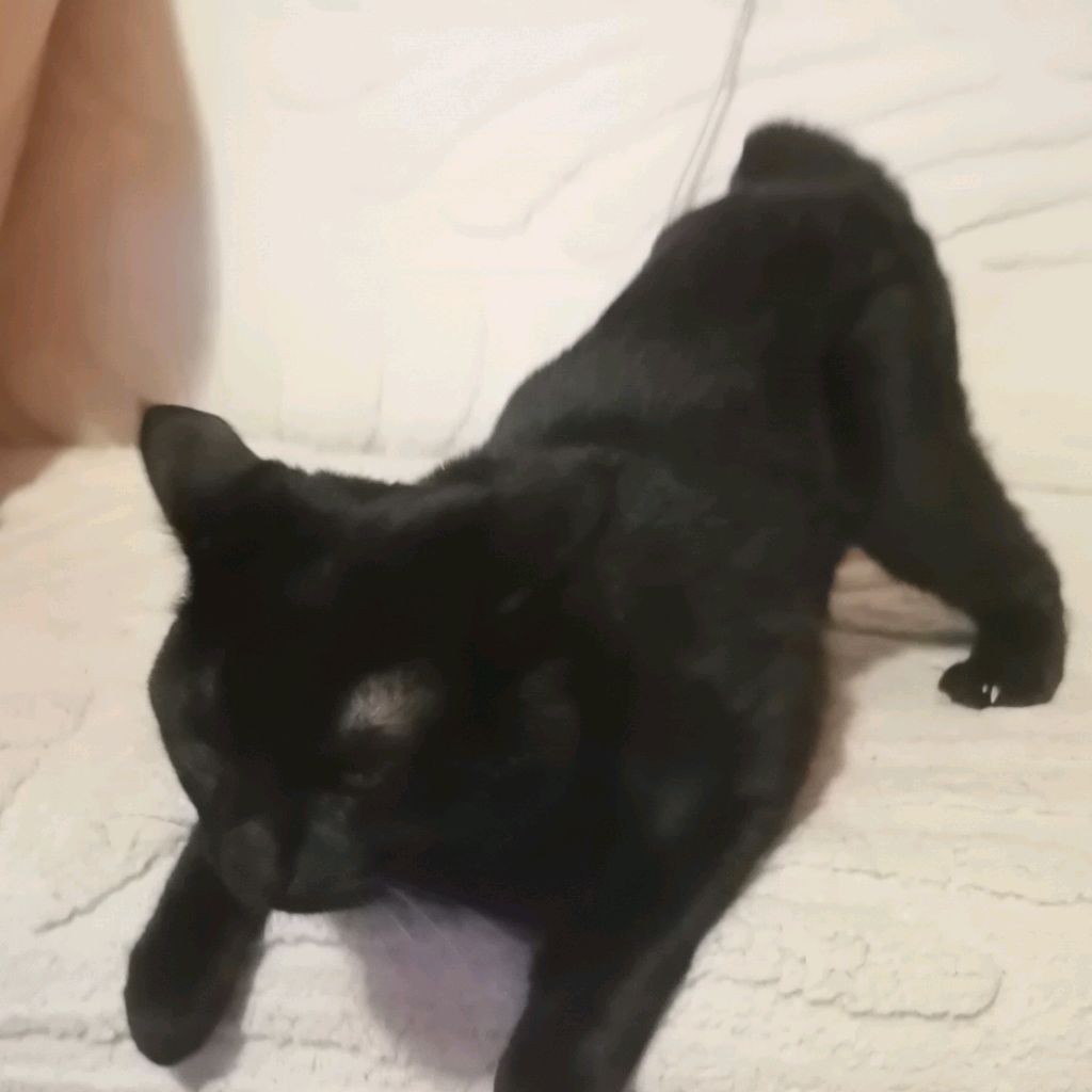 Иконка канала Zolotoy