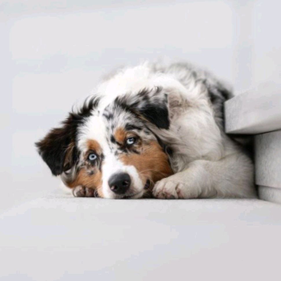 Иконка канала 🌼Betty_dog🌼