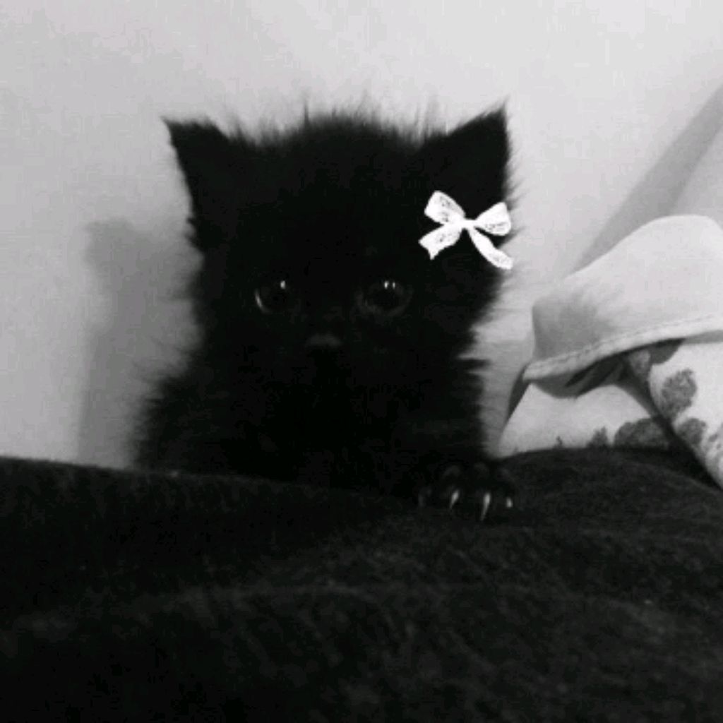 Иконка канала Чёрный К҉о҉т҉ Выпил Компот ± 
⬜⬜⬜⬛⬛⬛⬛⬛⬜⬜⬜
⬜⬜⬛⬜⬜⬜⬜⬜