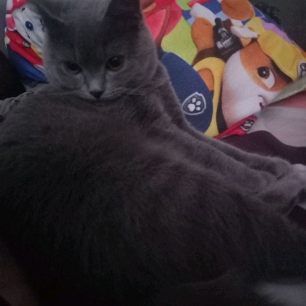 Аватар автора