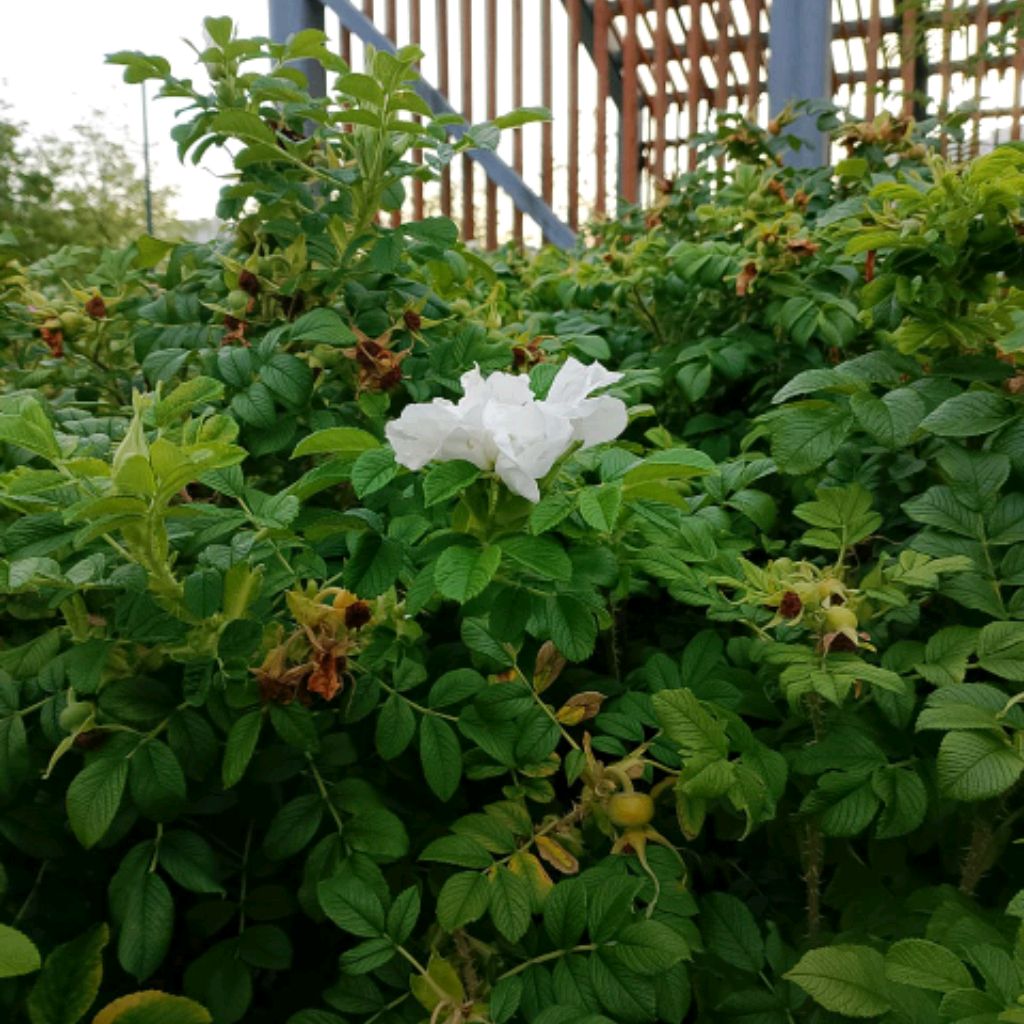 Иконка канала @Кот_Басик